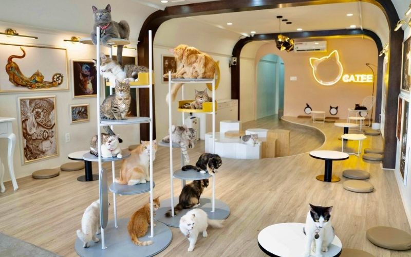 Quán cafe mèo được thiết kế vô cùng đáng yêu, không gian thoáng và sạch