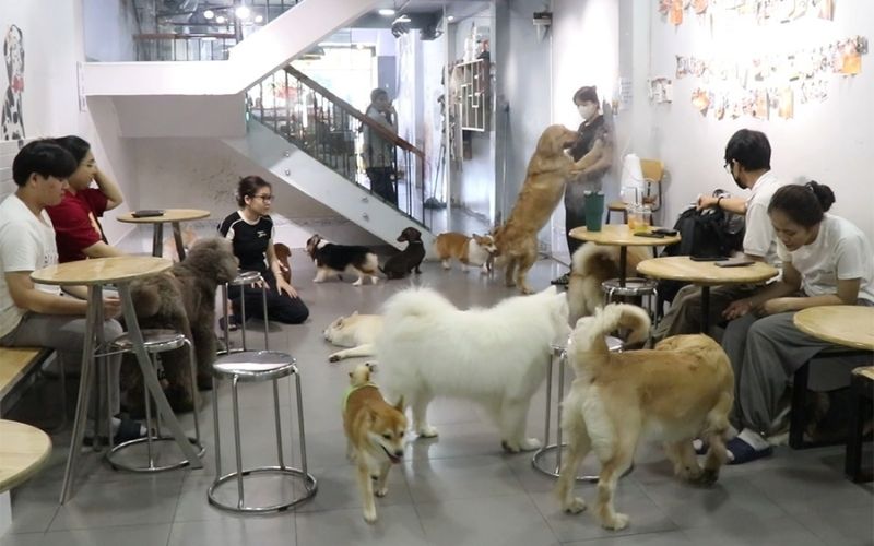 Quán cafe chó được trang trí theo phong cách dân dã, gần gũi