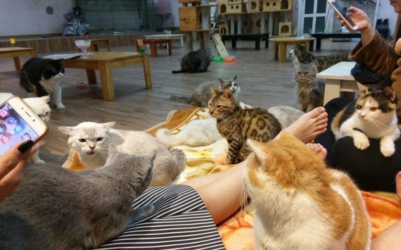 Quán cafe thiết kế với nhiều không gian cho mèo có thể leo trèo