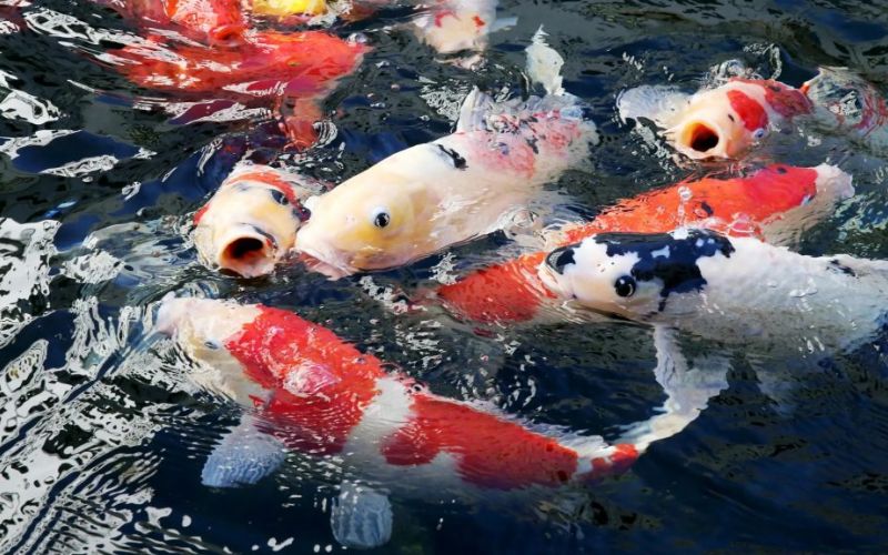 Tổng chi phí dự trù để mua cá koi
