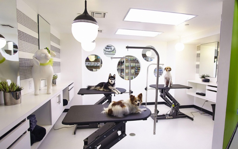 Thiết kế spa thú cưng chuyên nghiệp